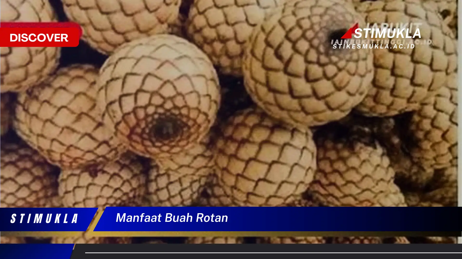 manfaat buah rotan