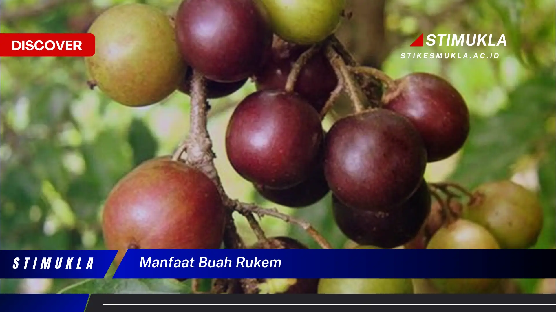 Ketahui 10 Manfaat Buah Rukem yang Bikin Kamu Penasaran