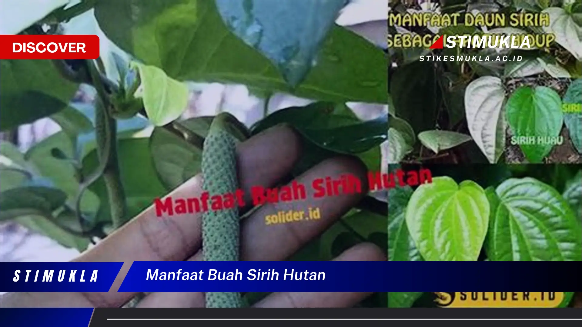 manfaat buah sirih hutan