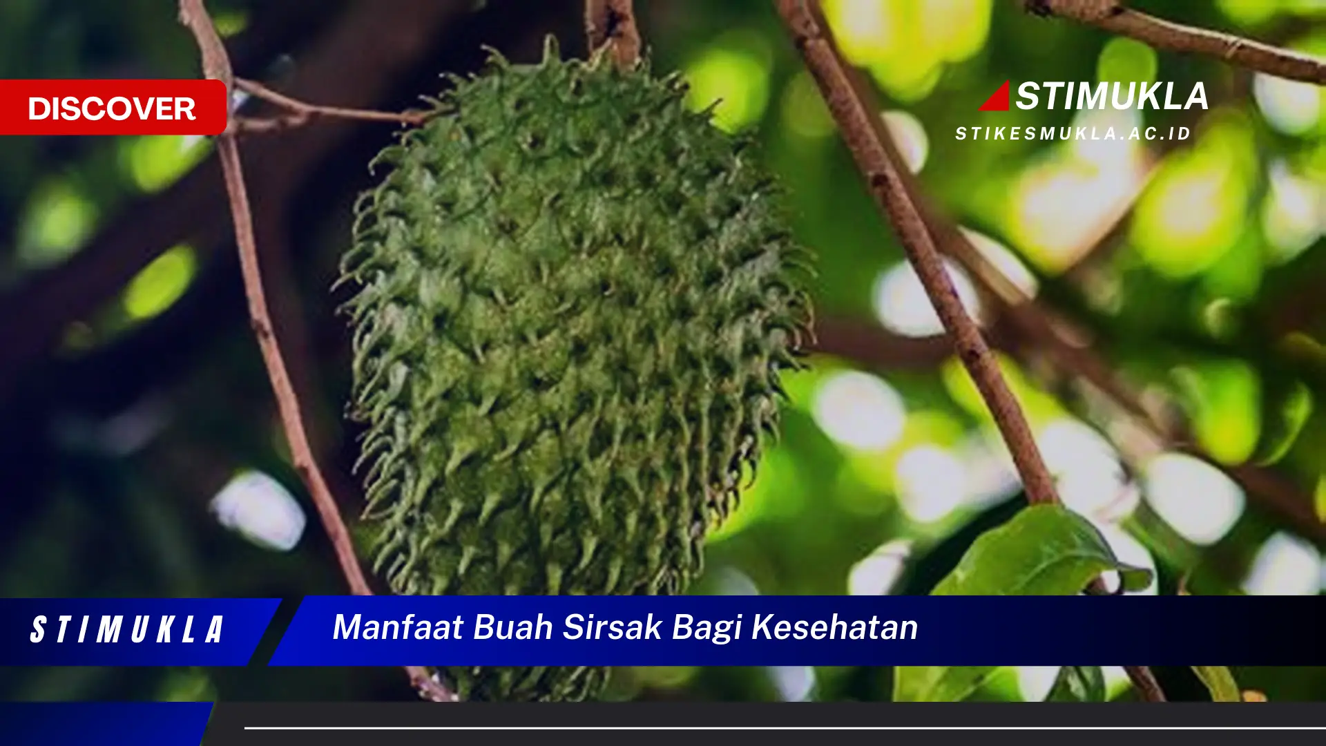 manfaat buah sirsak bagi kesehatan