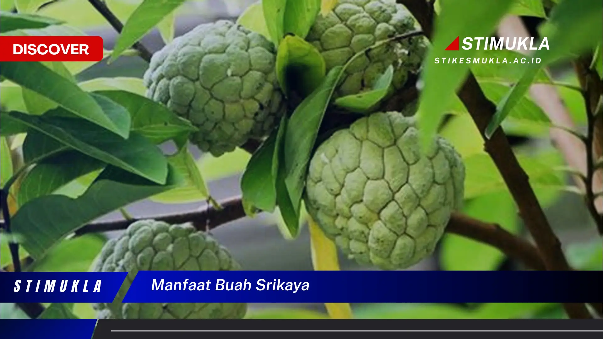 manfaat buah srikaya manfaat buah srikaya