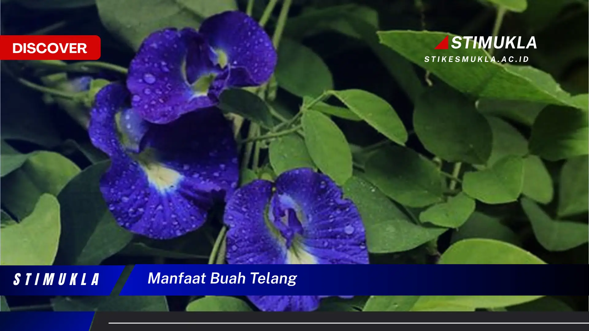 manfaat buah telang