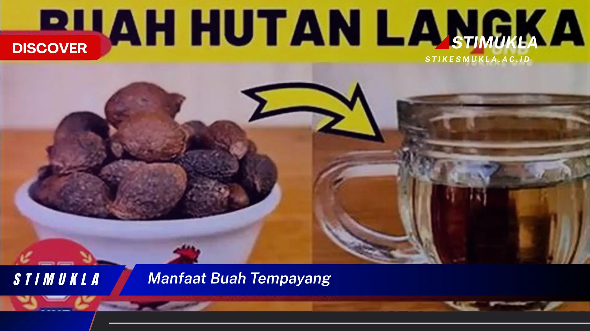 manfaat buah tempayang manfaat buah tempayang