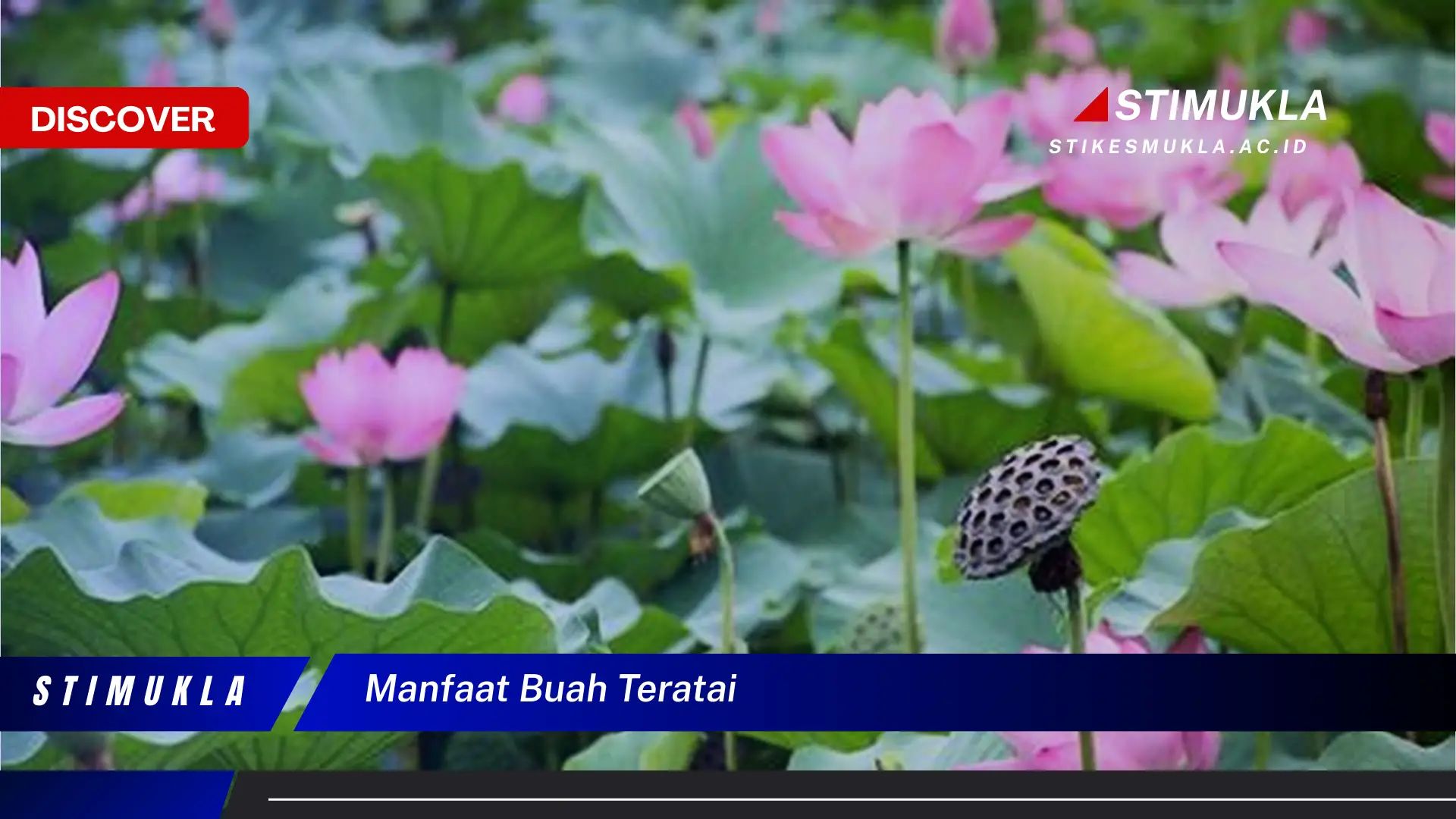 manfaat buah teratai