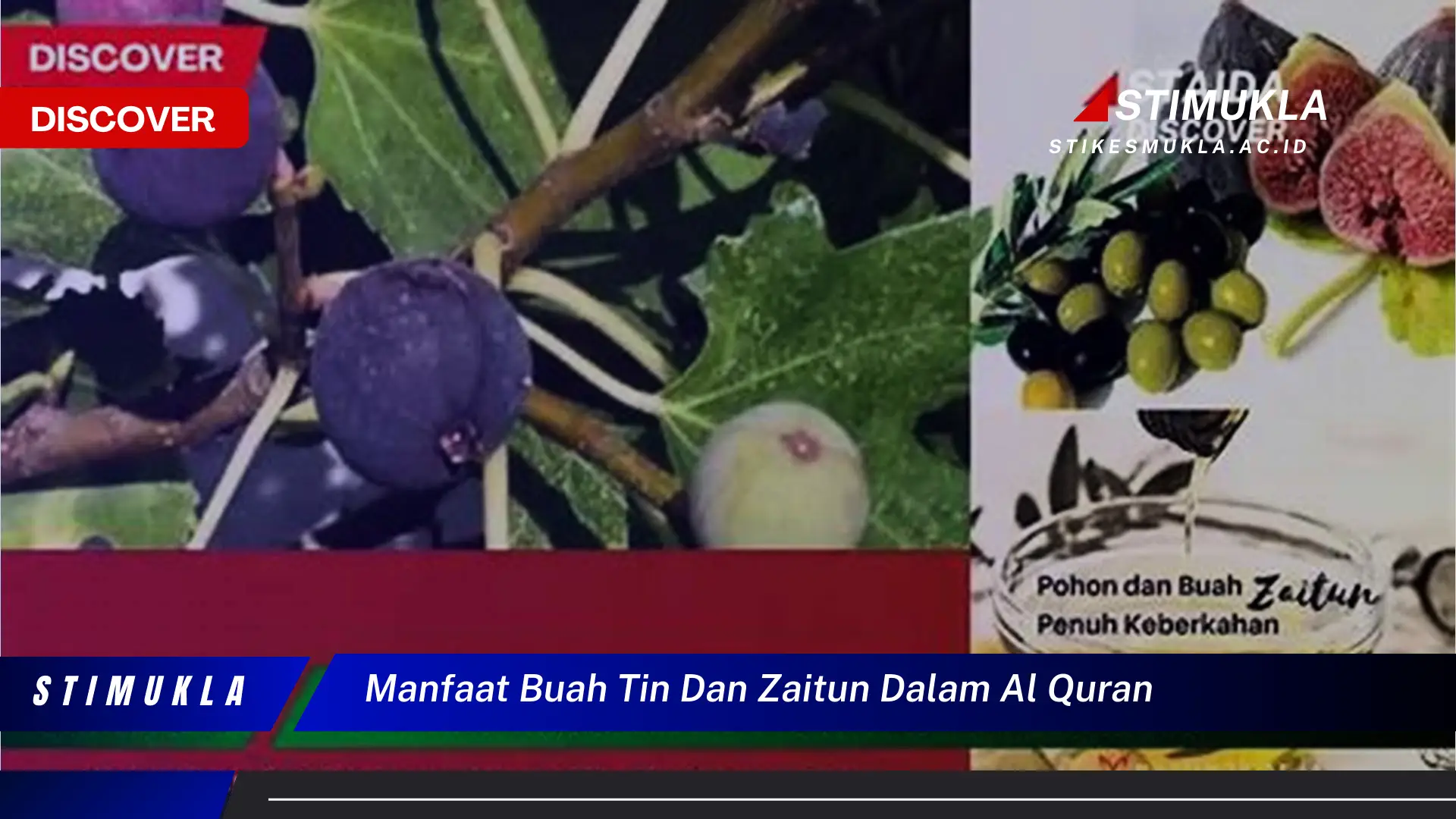 manfaat buah tin dan zaitun dalam al quran