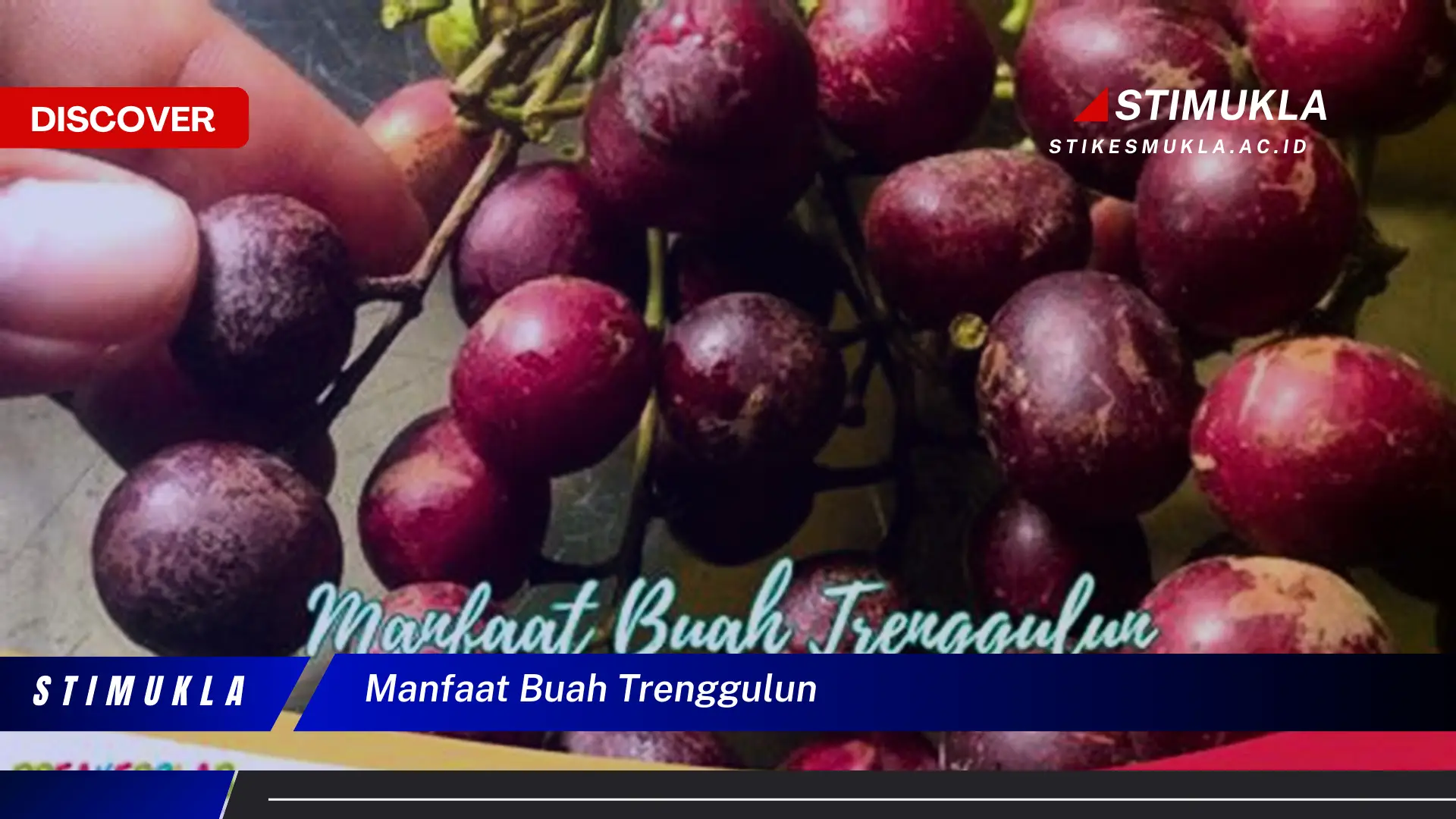 manfaat buah trenggulun