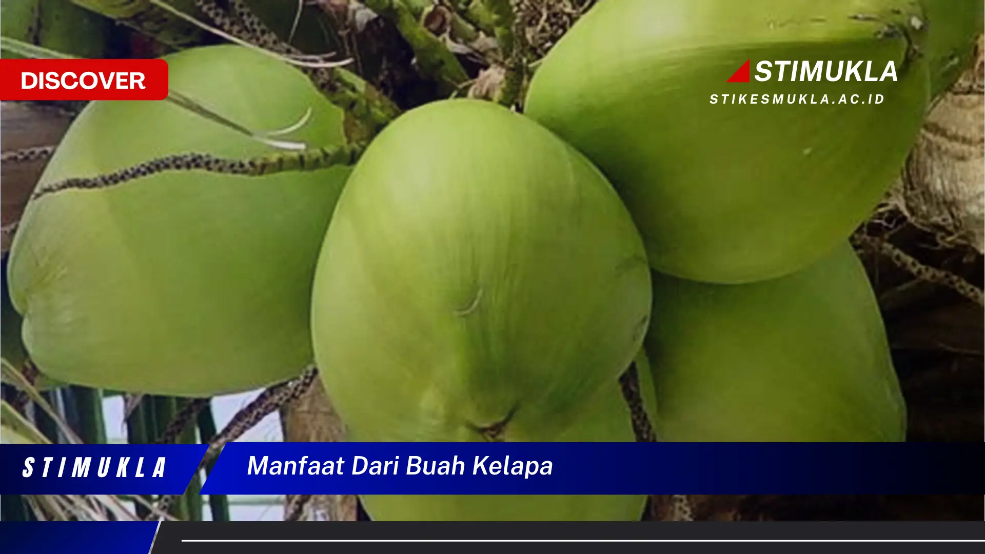 manfaat dari buah kelapa