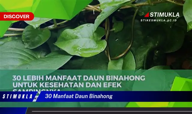 30 manfaat daun binahong