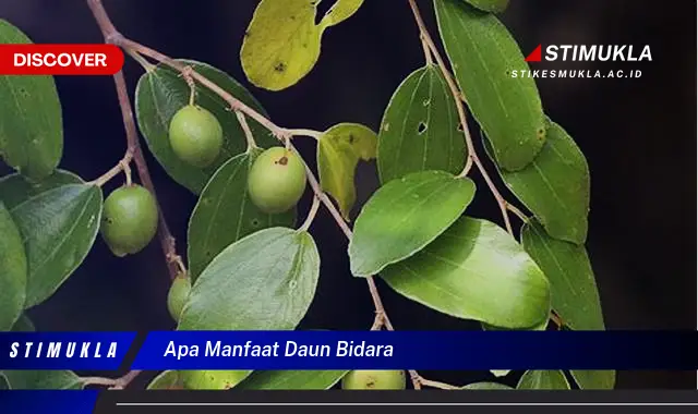 apa manfaat daun bidara