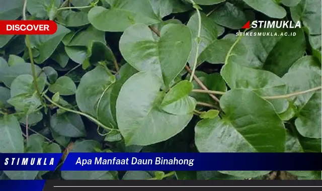 apa manfaat daun binahong