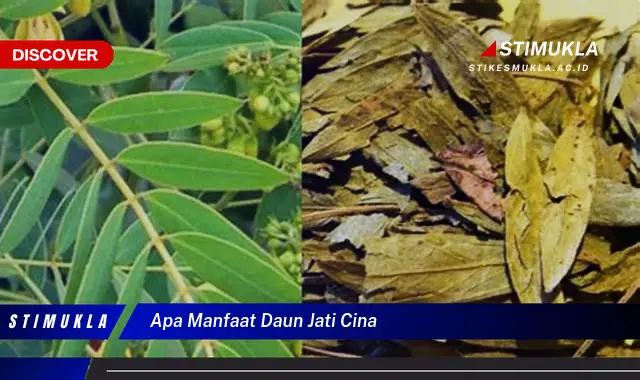 apa manfaat daun jati cina