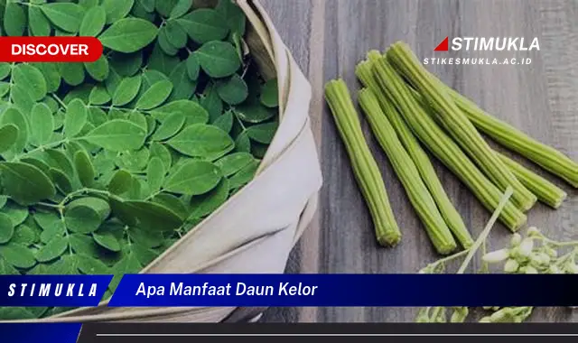 apa manfaat daun kelor