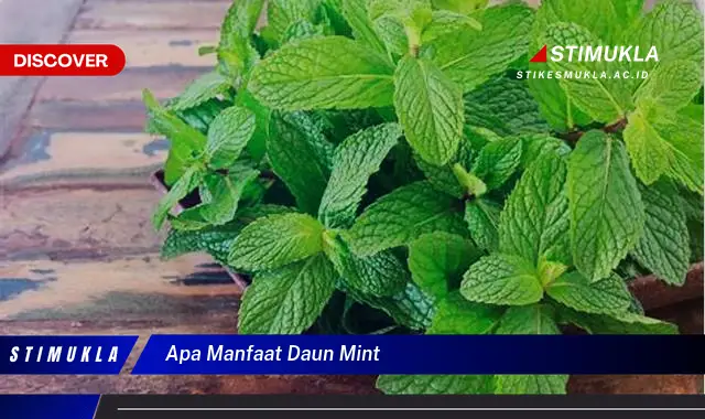 apa manfaat daun mint