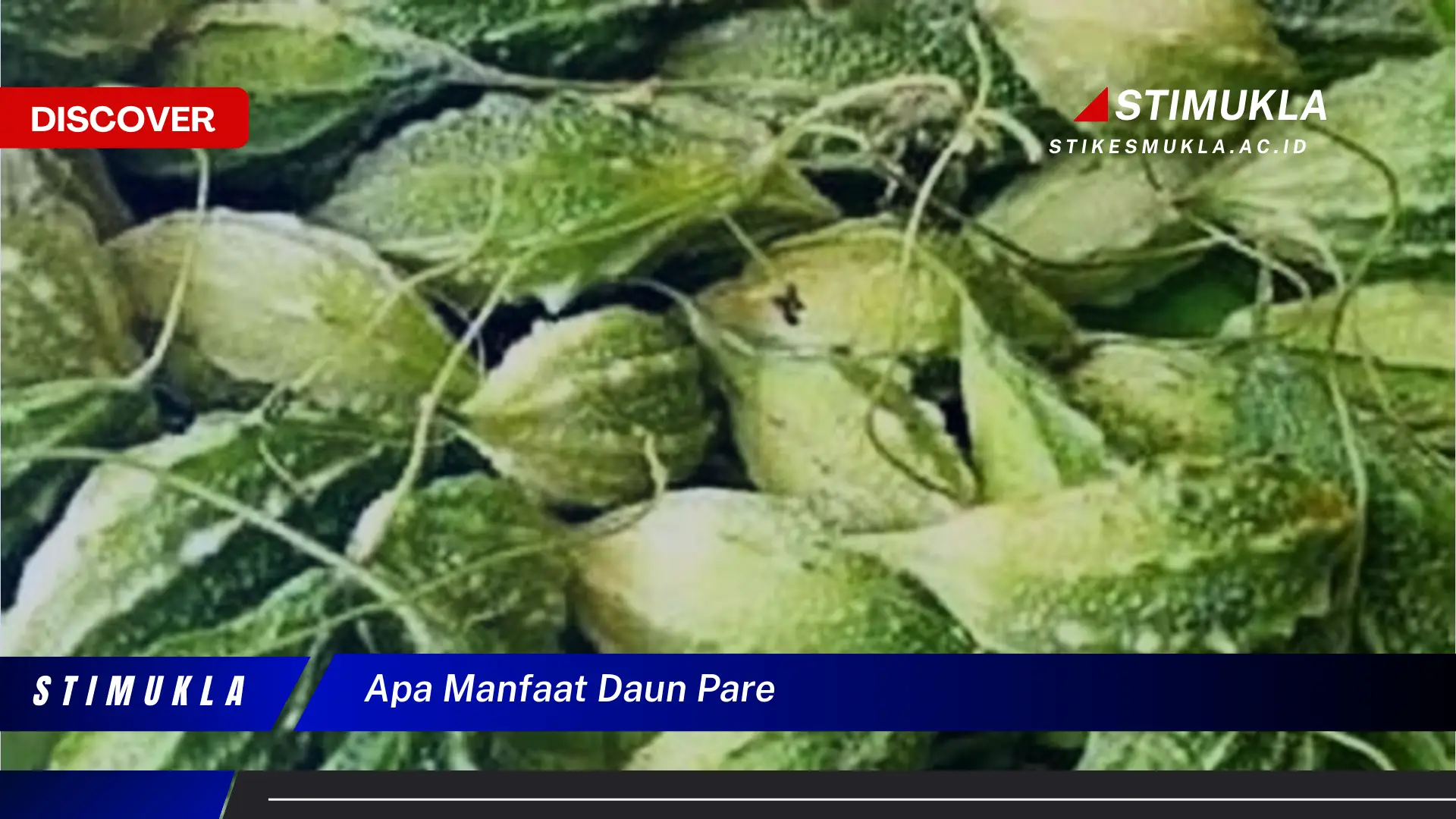 apa manfaat daun pare