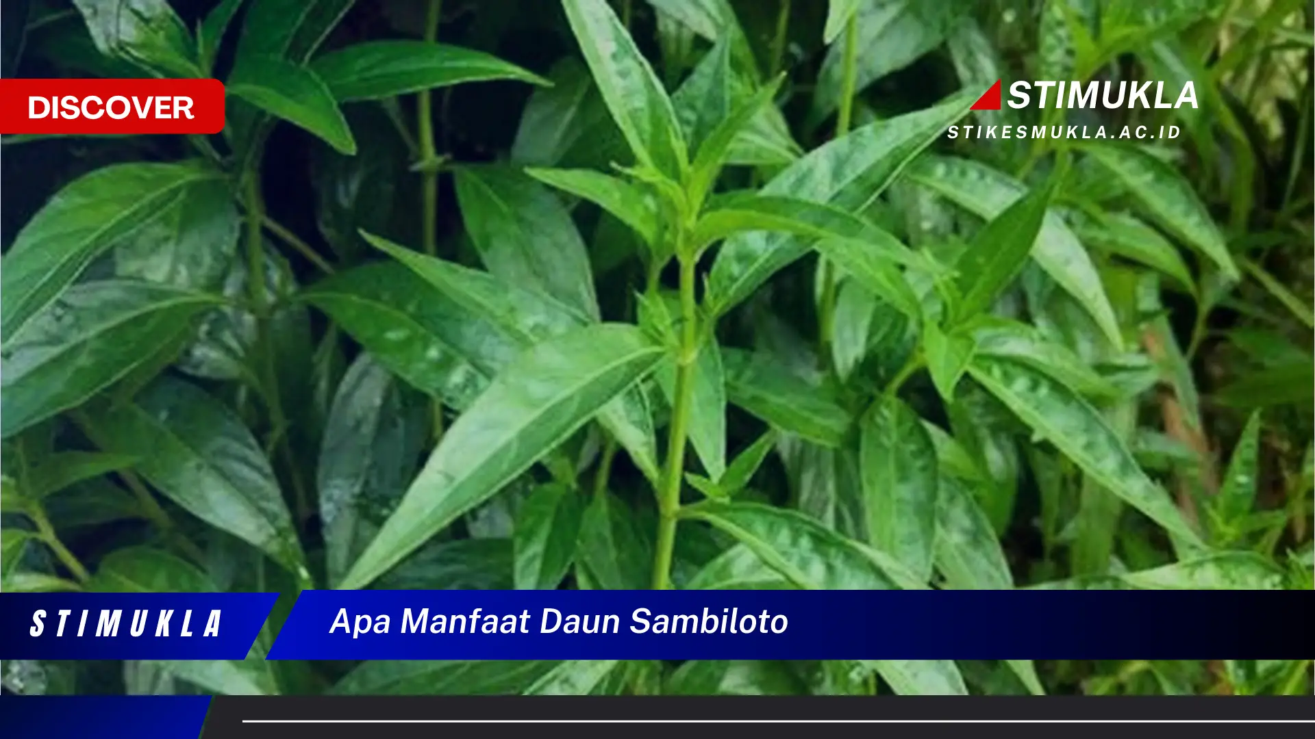 apa manfaat daun sambiloto