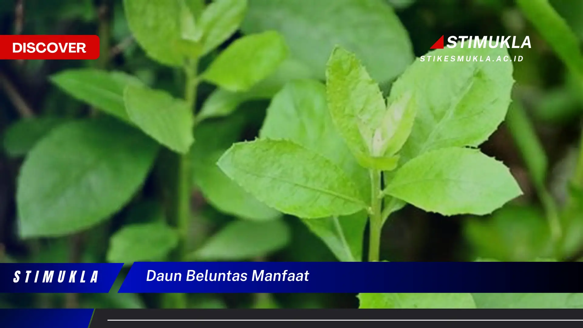 daun beluntas manfaat