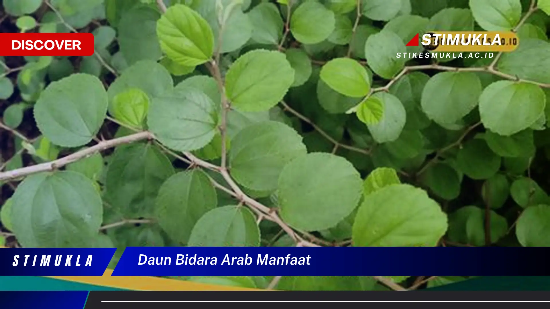 Ketahui 10 Manfaat Daun Bidara Arab untuk Kesehatan dan Kecantikan