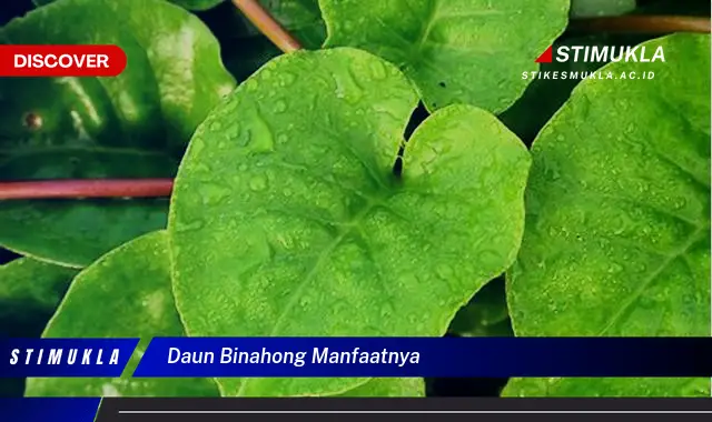 daun binahong manfaatnya