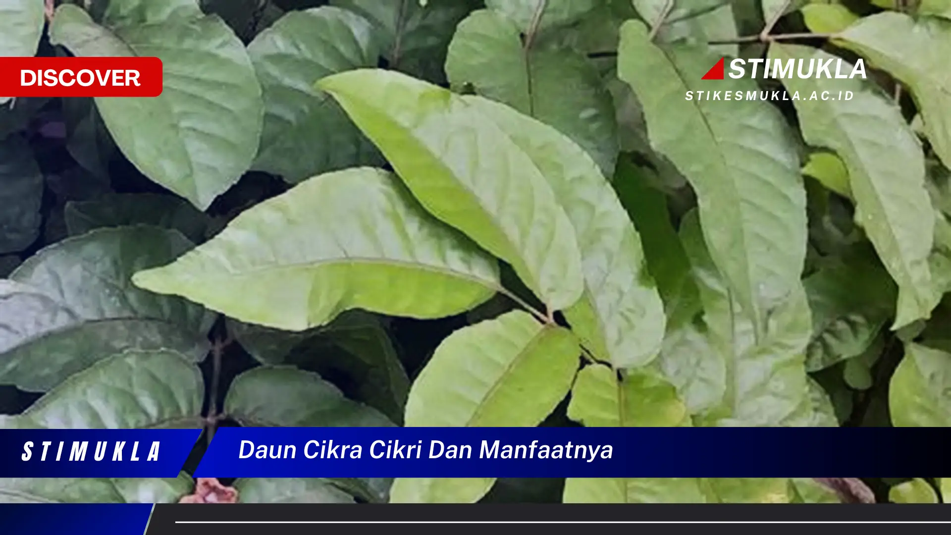 daun cikra cikri dan manfaatnya