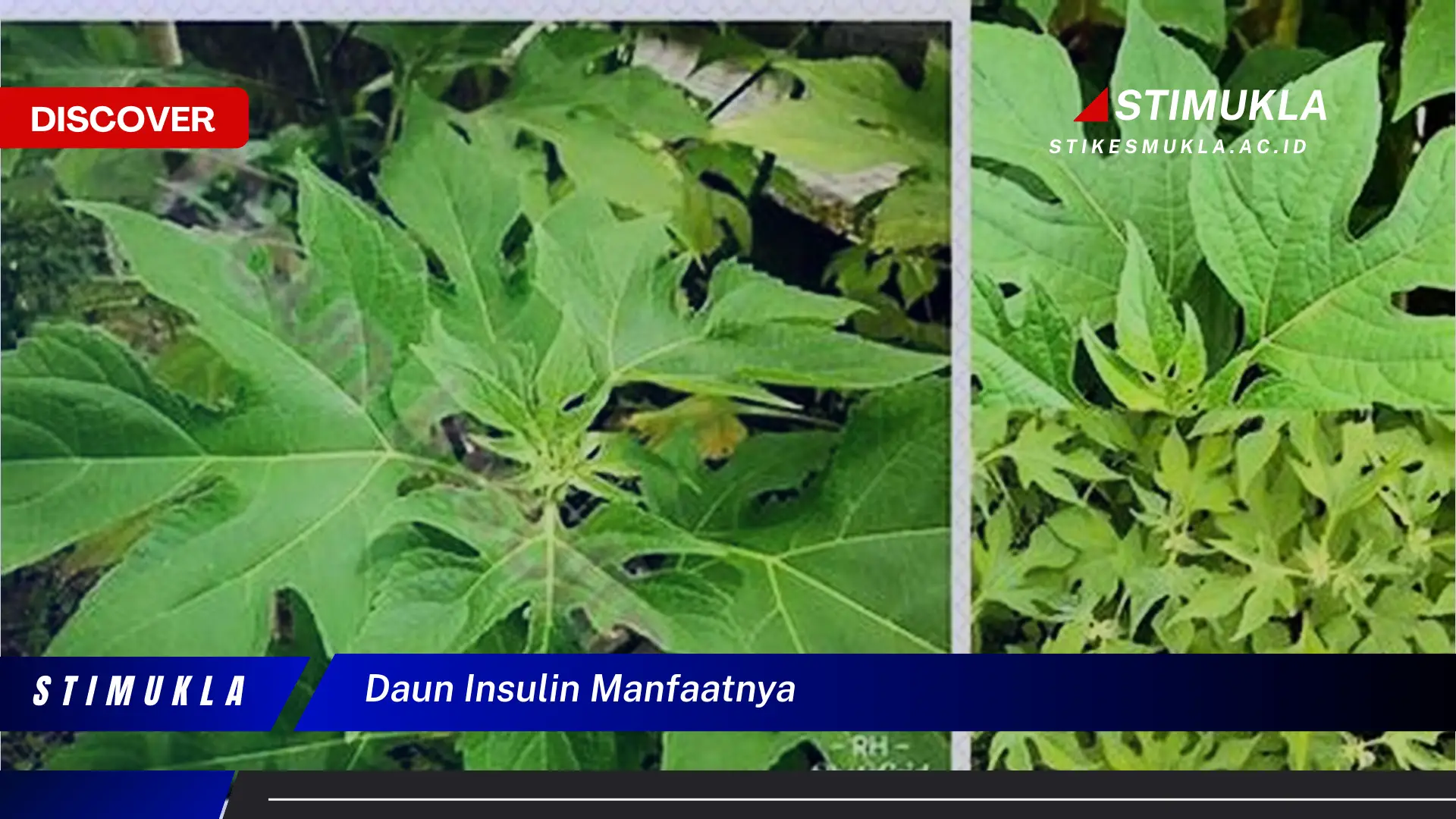 daun insulin manfaatnya