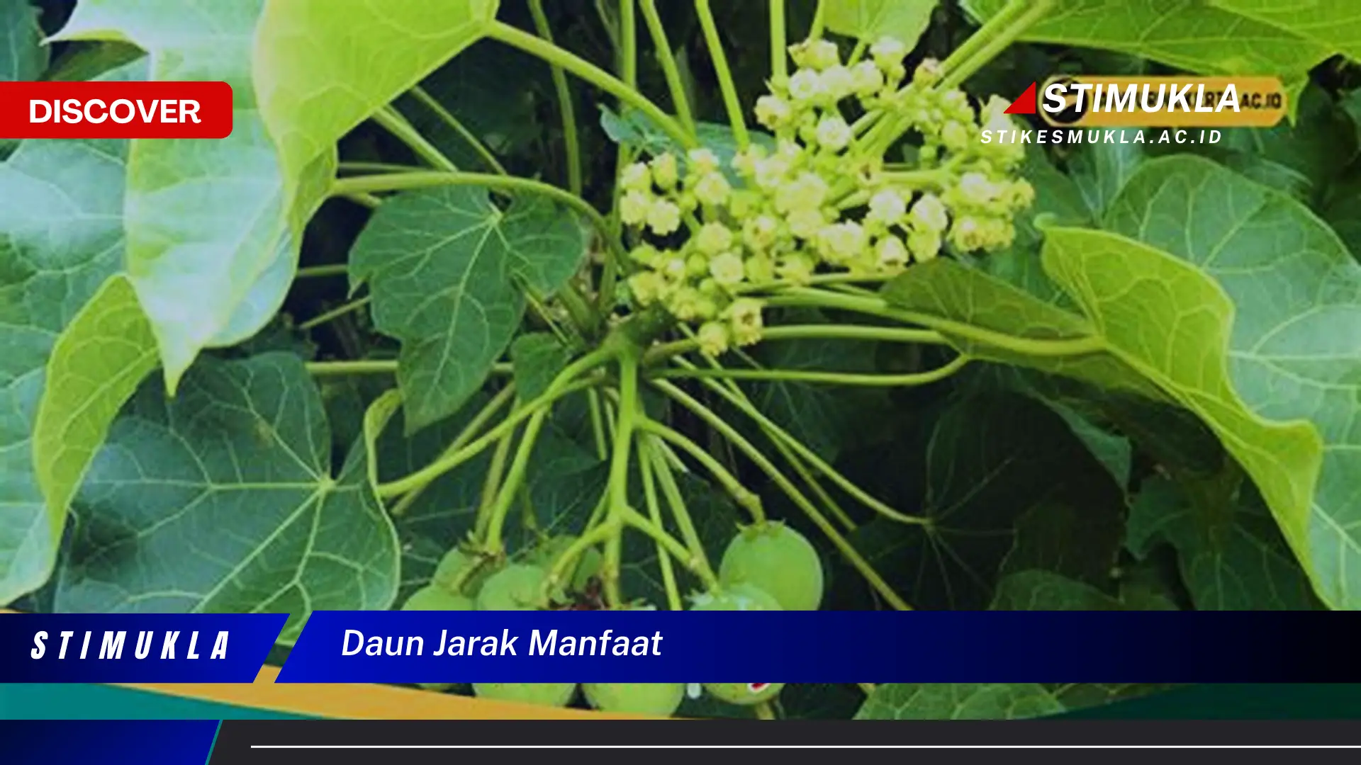 daun jarak manfaat