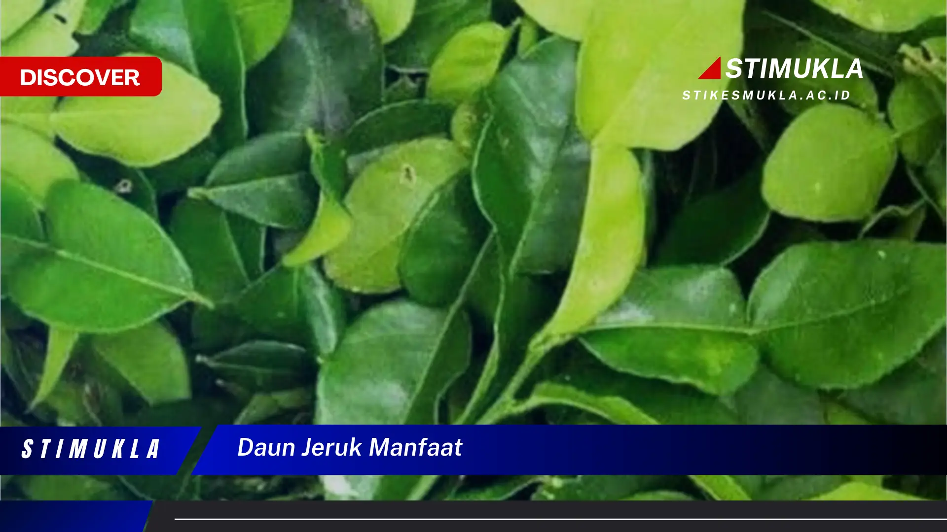 daun jeruk manfaat