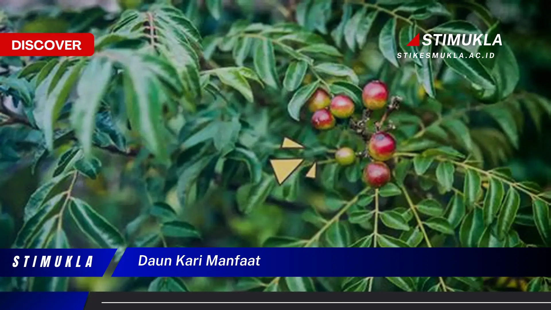 daun kari manfaat