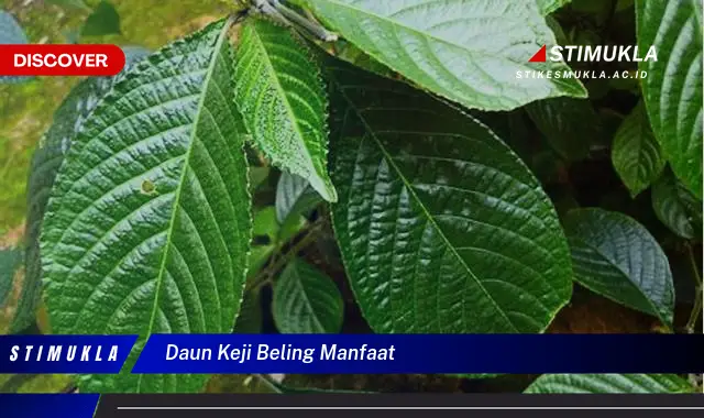 daun keji beling manfaat