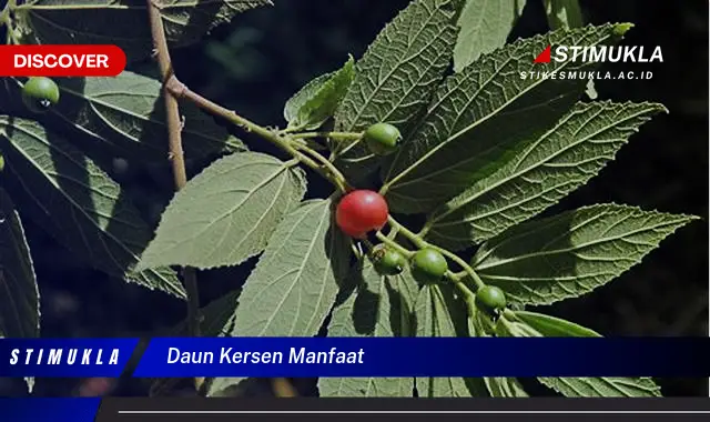 daun kersen manfaat