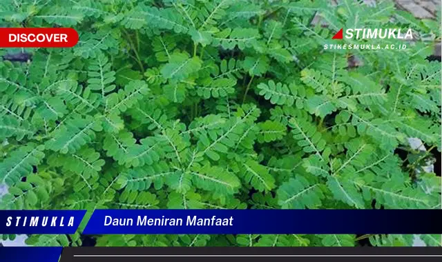 daun meniran manfaat