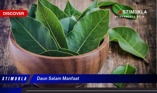 daun salam manfaat