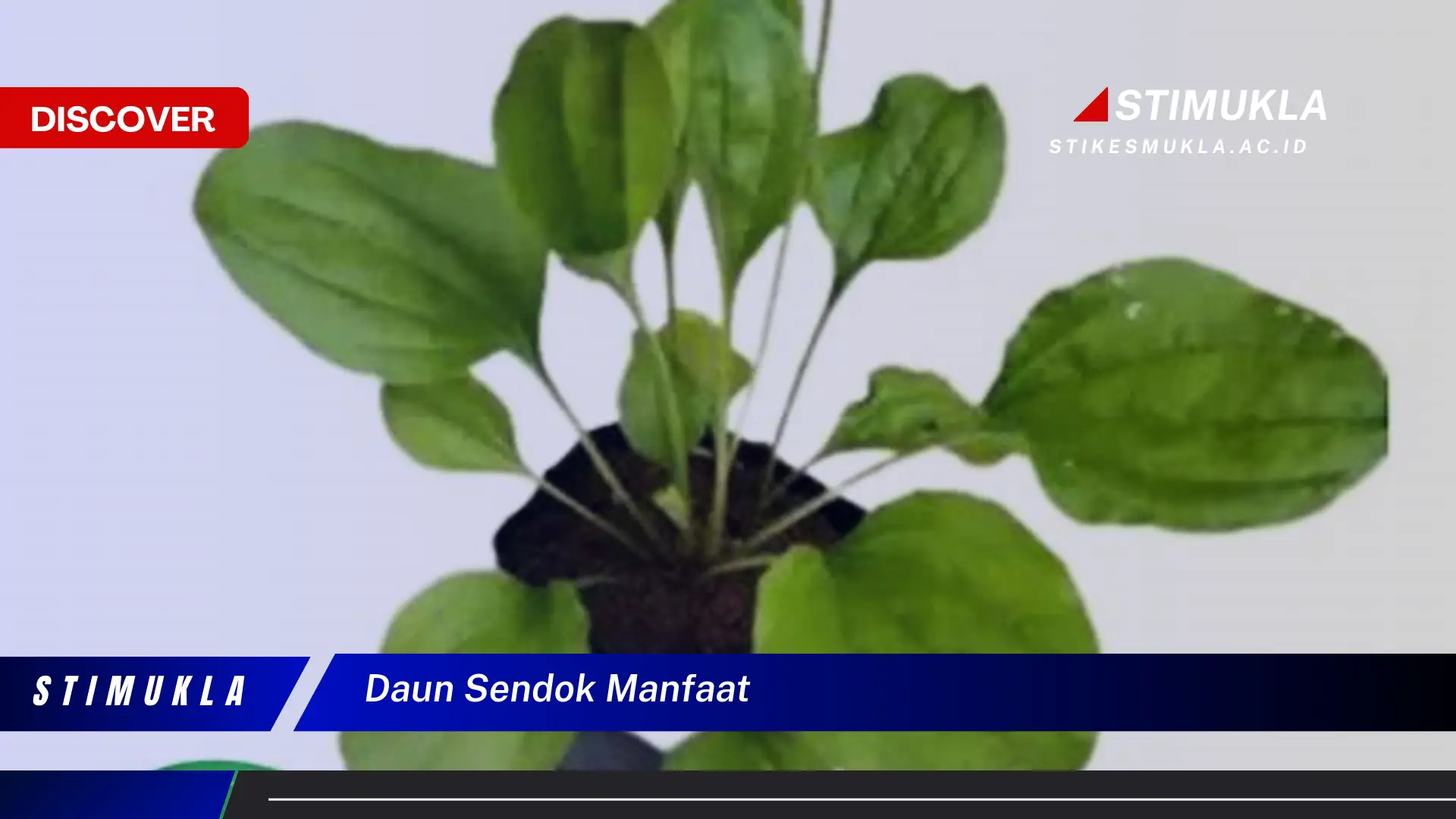 daun sendok manfaat