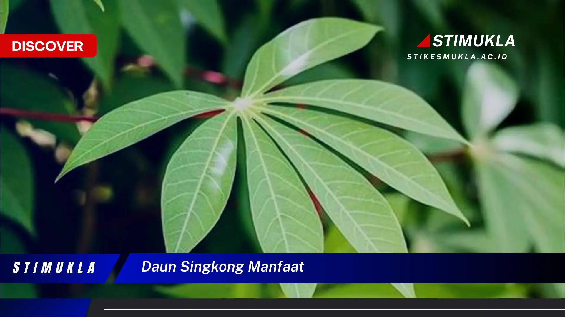 daun singkong manfaat