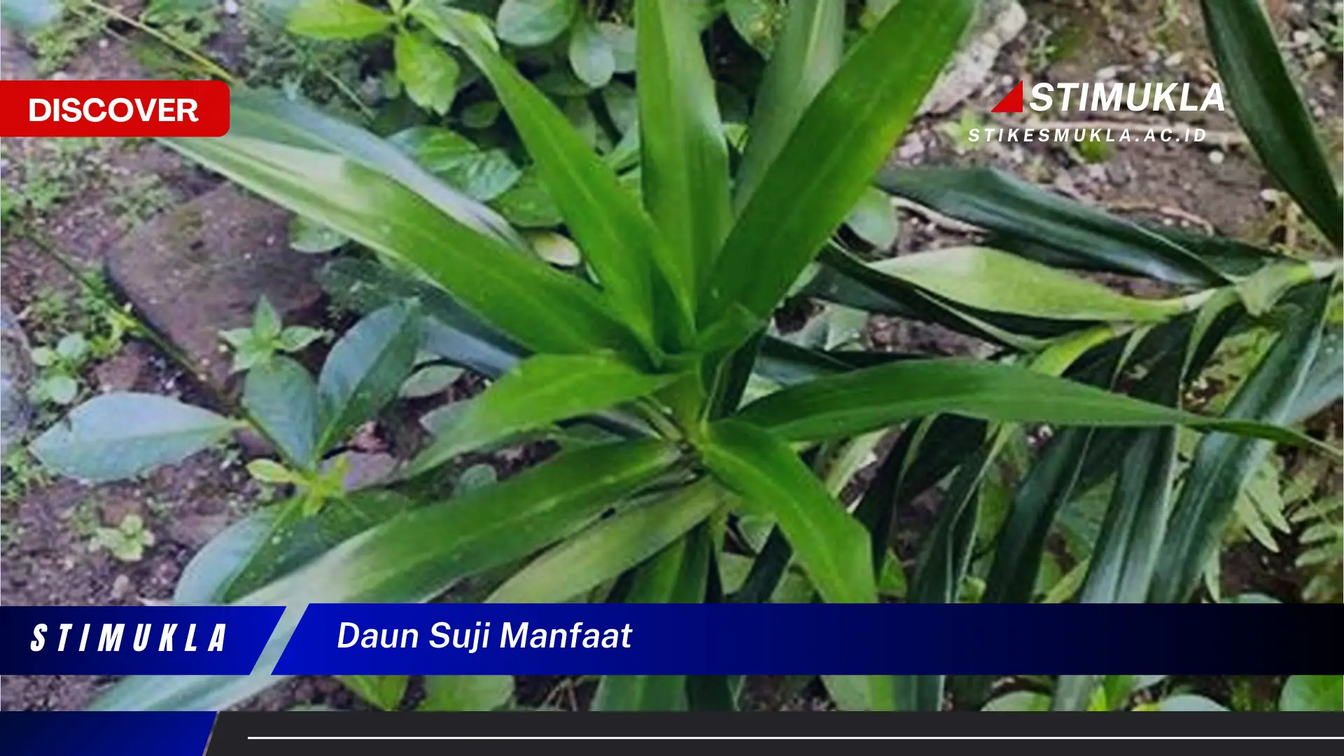 daun suji manfaat