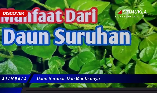 daun suruhan dan manfaatnya