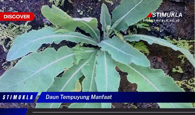 daun tempuyung manfaat