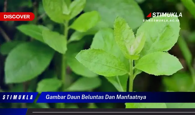 gambar daun beluntas dan manfaatnya