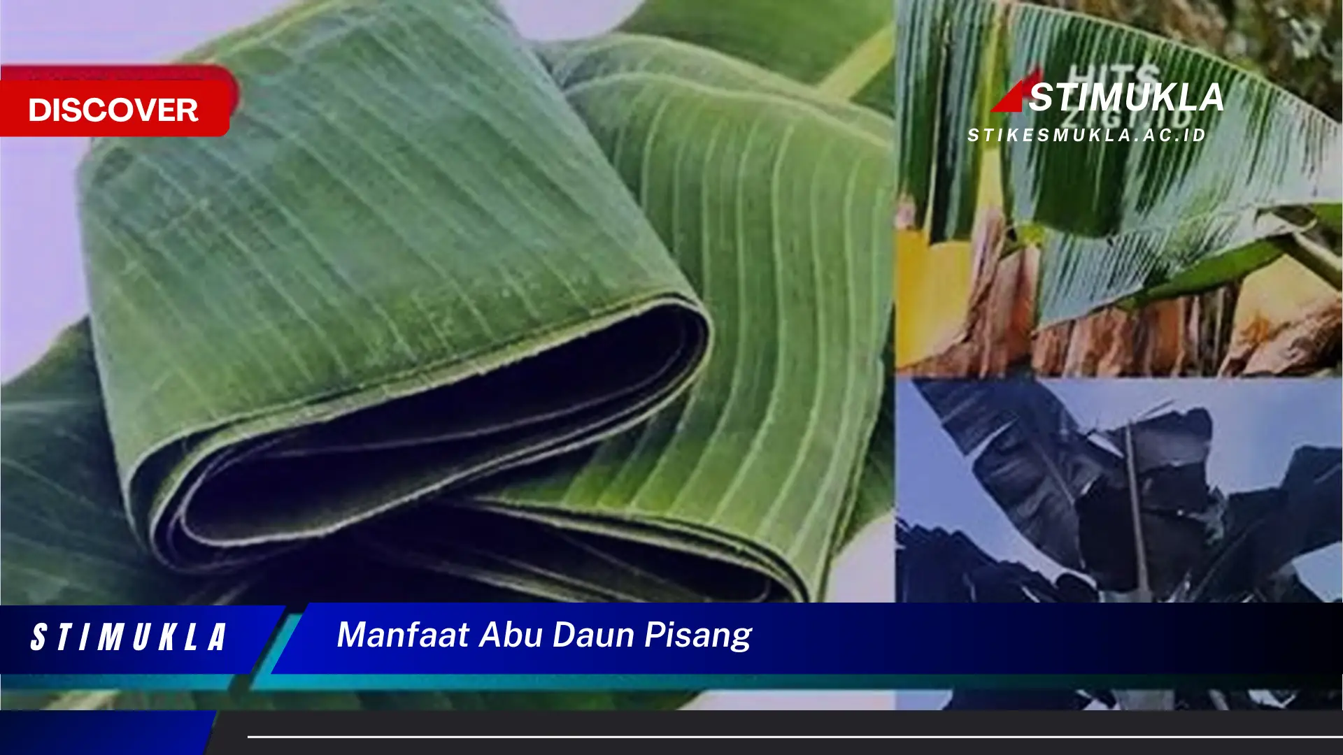 Ketahui 8 Manfaat Abu Daun Pisang untuk Kesehatan, Kecantikan, dan Rumah Tangga