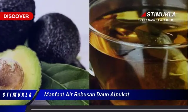 manfaat air rebusan daun alpukat