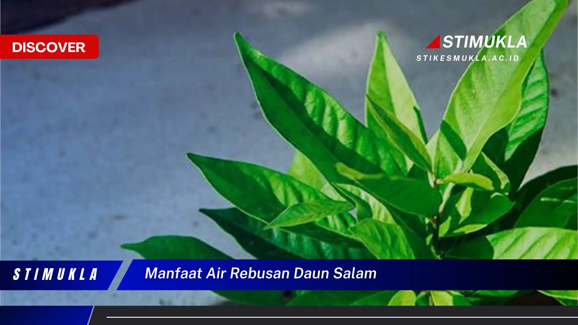 manfaat air rebusan daun salam