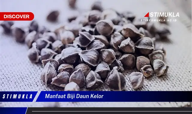 manfaat biji daun kelor