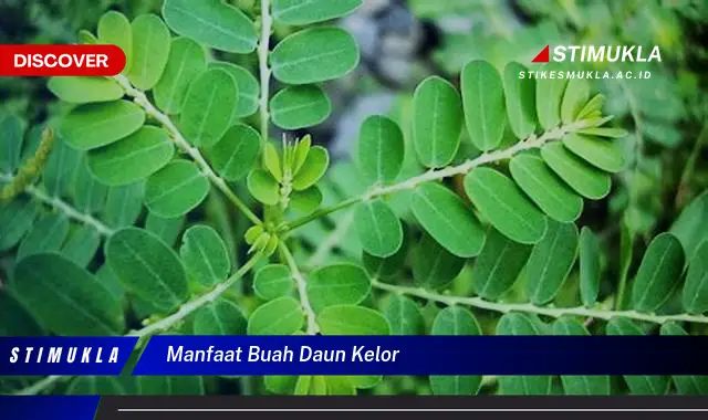 manfaat buah daun kelor