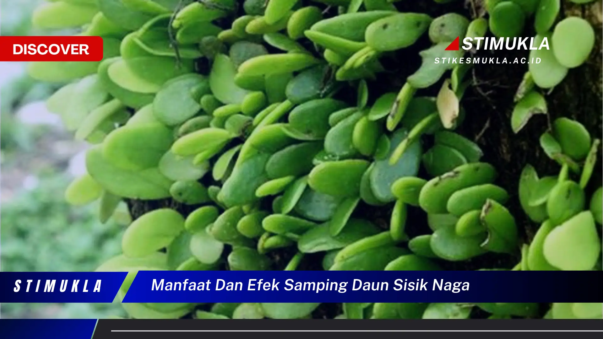 manfaat dan efek samping daun sisik naga