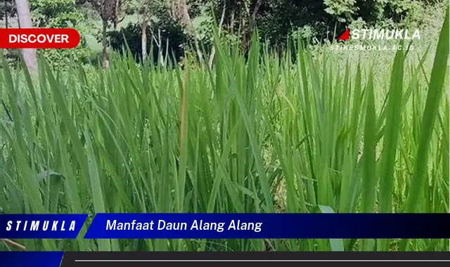 manfaat daun alang alang