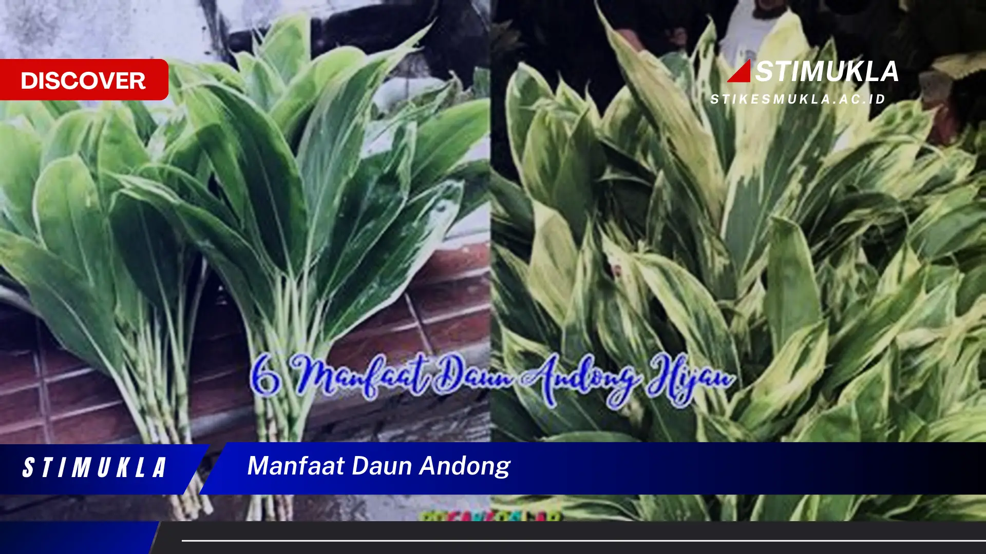 manfaat daun andong