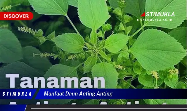 manfaat daun anting anting