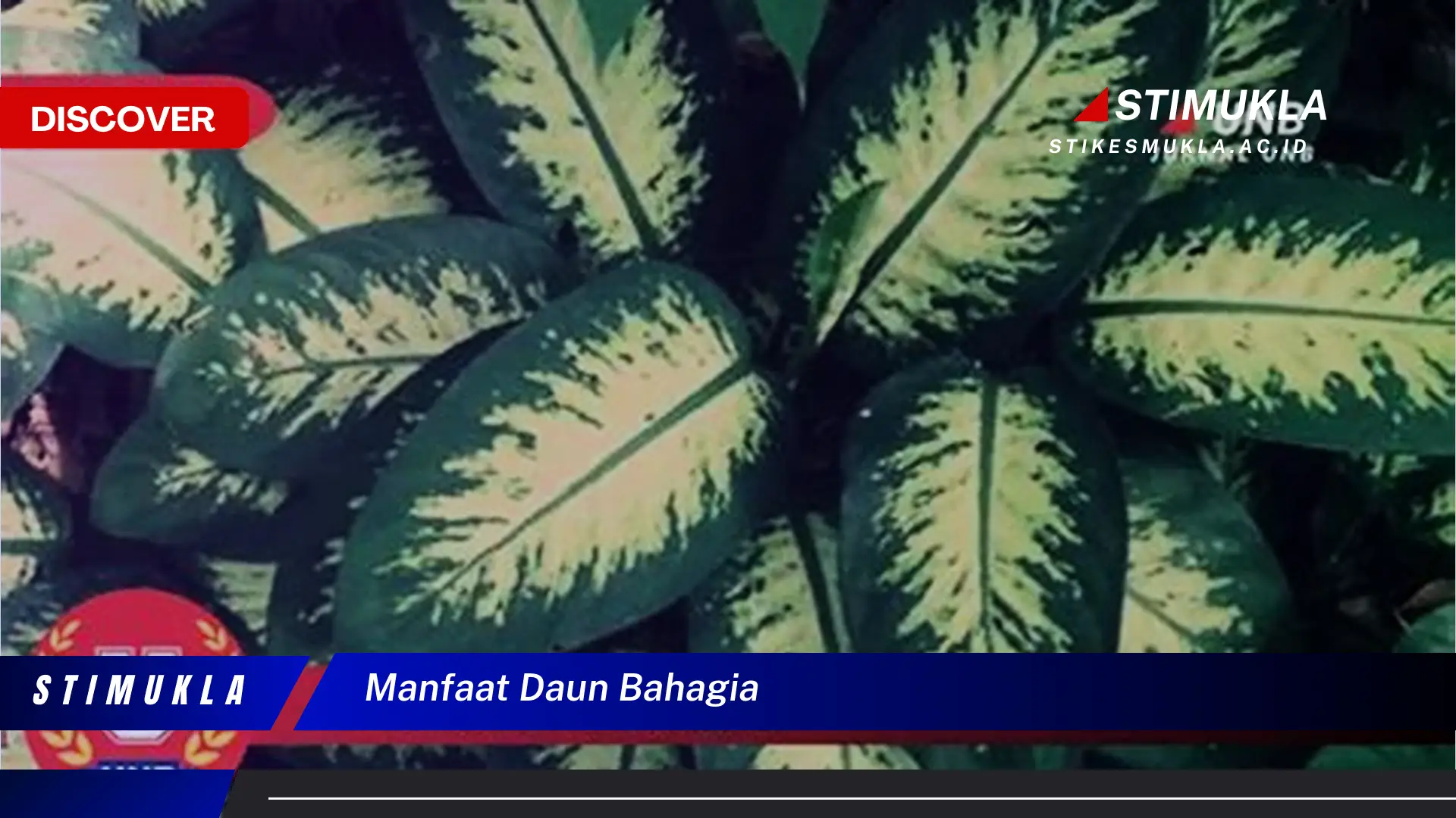 manfaat daun bahagia