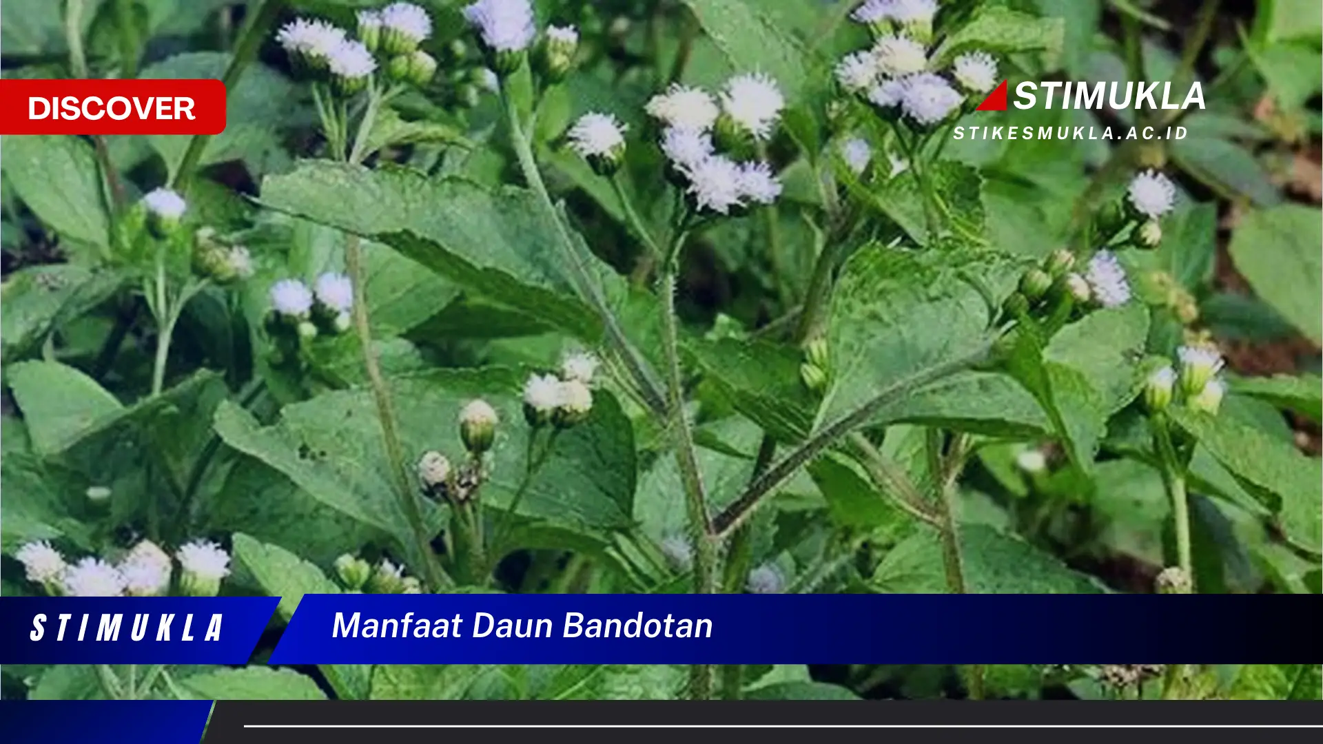 manfaat daun bandotan