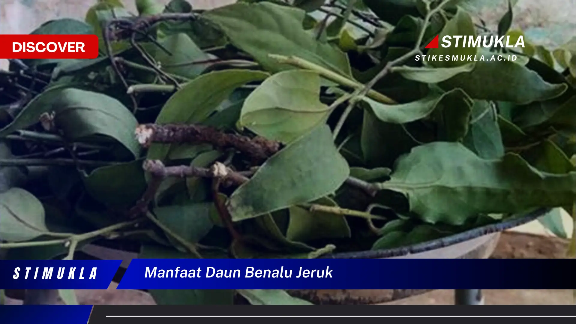 manfaat daun benalu jeruk