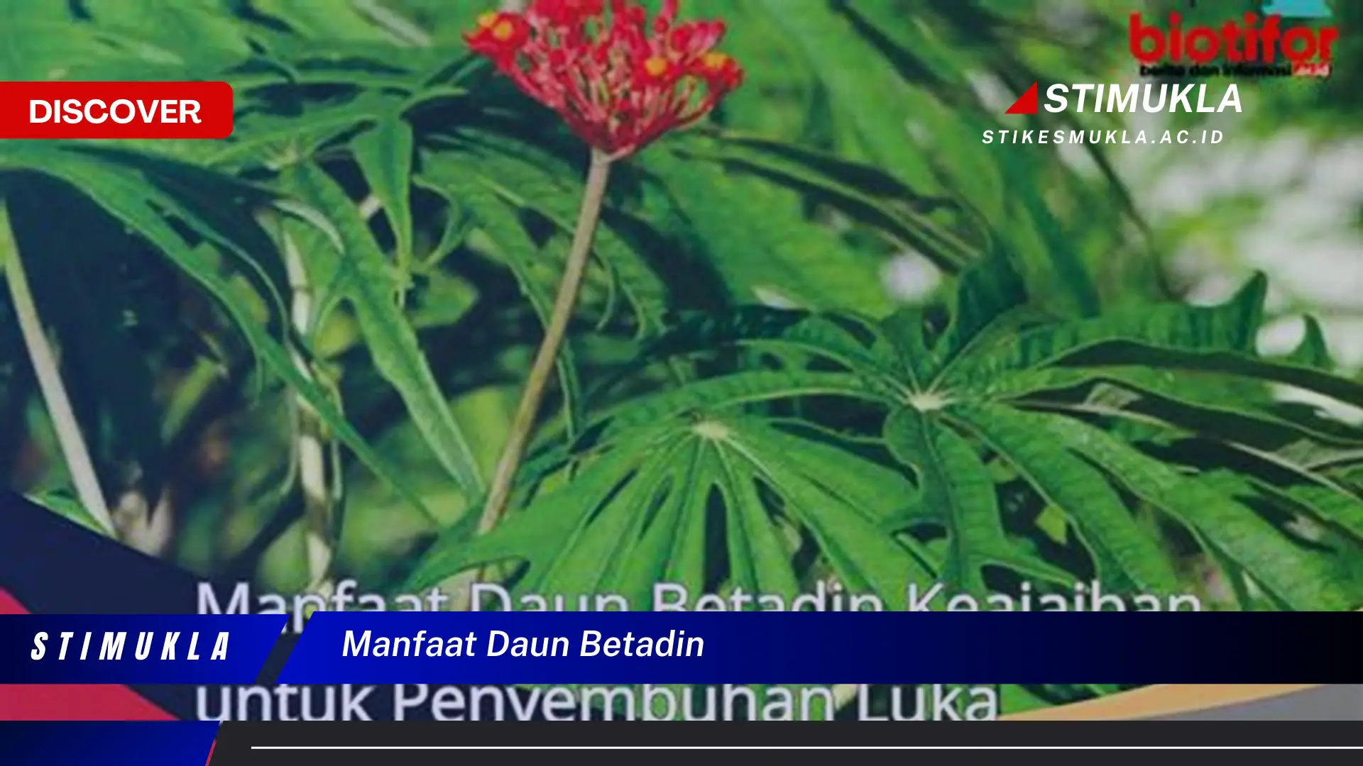 Ketahui 9 Manfaat Daun Betadin untuk Menyembuhkan Luka Kecil dan Iritasi Kulit